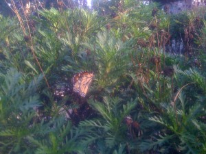 img_09221